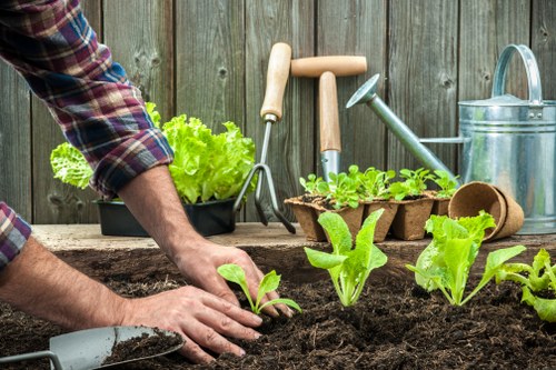 Planting and lawn renovation in a Mitcham yard